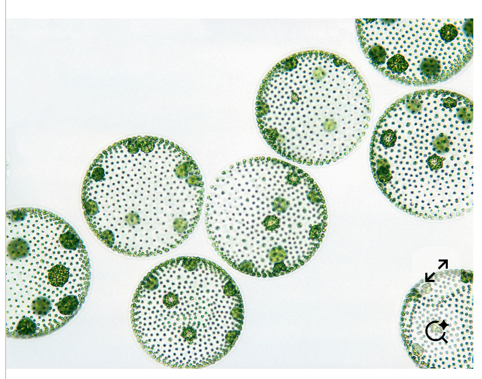 Omnia Baseline Protocal