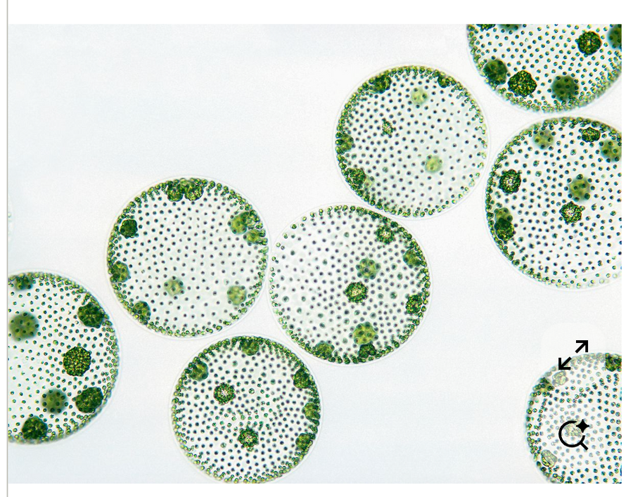 Omnia Baseline Protocal